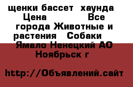 щенки бассет- хаунда › Цена ­ 20 000 - Все города Животные и растения » Собаки   . Ямало-Ненецкий АО,Ноябрьск г.